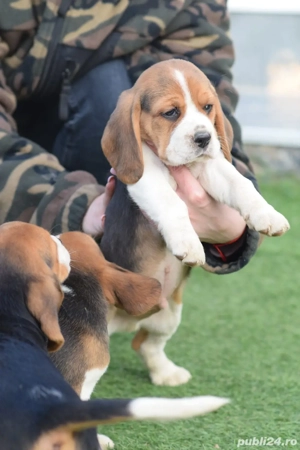 catelusii beagle  - imagine 3