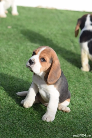 catelusii beagle  - imagine 4