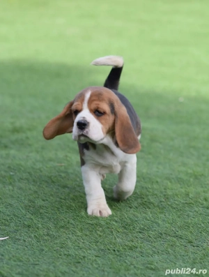 catelusii beagle  - imagine 2