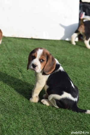 catelusii beagle  - imagine 5
