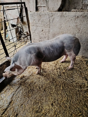 Porc disponibil . - imagine 4