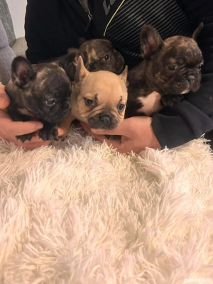 Buldog Francez  - imagine 4