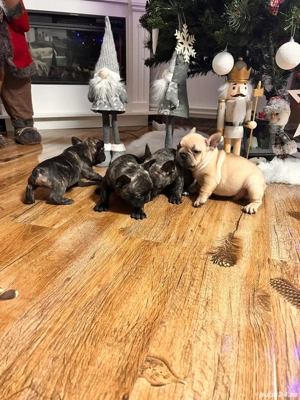 Buldog Francez  - imagine 2