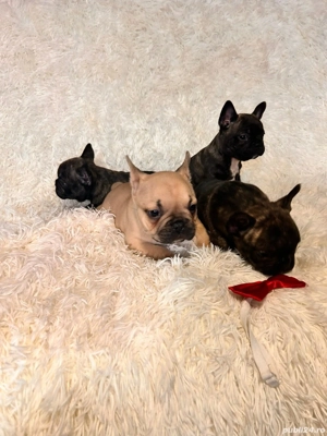 Buldog Francez  - imagine 3