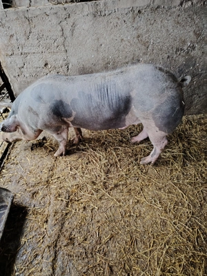 Porc disponibil . - imagine 3