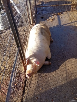 vând porc pentru sacrificat  - imagine 2