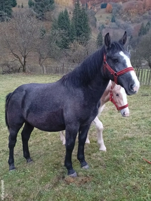 manza cuminte de 1 an si 7 luni 