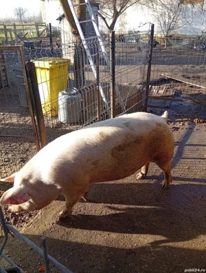 vând porc pentru sacrificat  - imagine 4