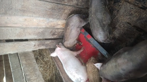 purcei de vanzare rasa de caren - imagine 2