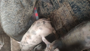 purcei de vanzare rasa de caren - imagine 3