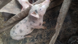 purcei de vanzare rasa de caren - imagine 4