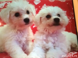 metis bichon maltez alb 2 luni