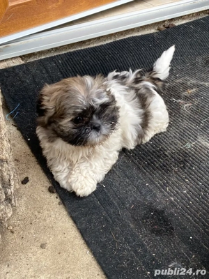 Cațel Shitsu - imagine 2