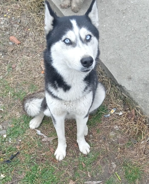 Donez urgent femela Husky. - imagine 2