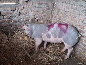 vând un porc pentru sacrificare 78 kg - imagine 2