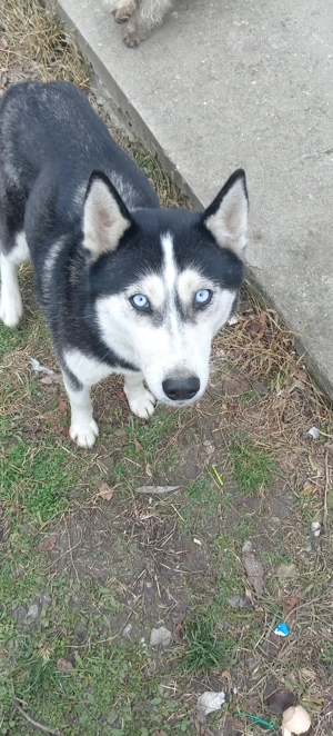 Donez urgent femela Husky. - imagine 3