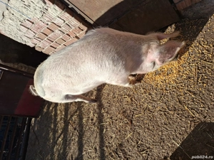 vând porc  - imagine 3