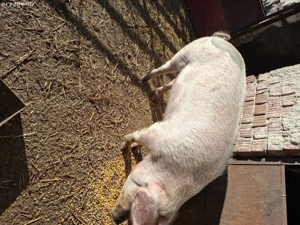 vând porc  - imagine 2