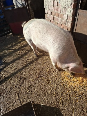 vând porc  - imagine 4