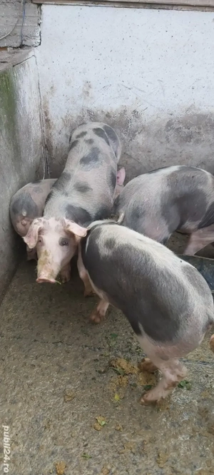 porci pietrain de vanzare  - imagine 2