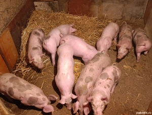 Purcei pietrain 3 luni jumate - imagine 3