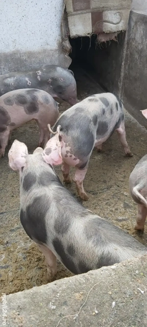 porci pietrain de vanzare  - imagine 4