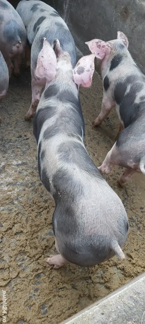 porci pietrain de vanzare  - imagine 5