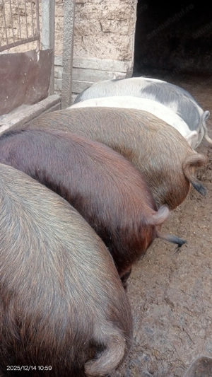 Vând porci de rasa  - imagine 2