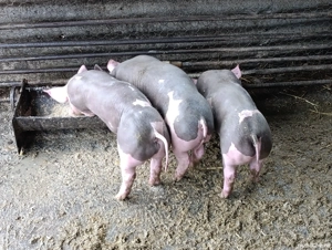 Purcei pietrain 2 luni  - imagine 5