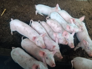 Vând purcei  marele alb