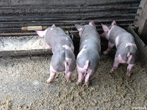 Purcei pietrain 2 luni  - imagine 3