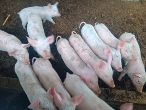 Vând purcei  marele alb - imagine 2