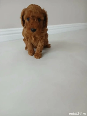 Puddle pitic re - imagine 2