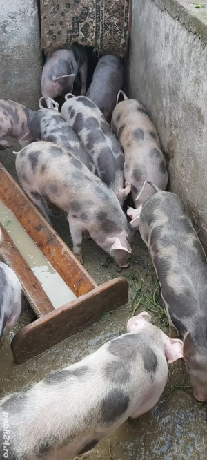 purcei pietrain de vanzare  - imagine 3