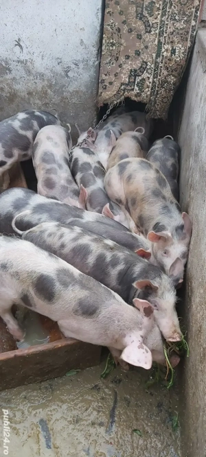 purcei pietrain de vanzare 