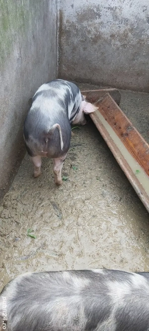 purcei pietrain de vanzare  - imagine 2