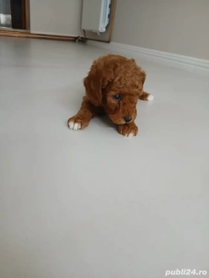 Puddle pitic re - imagine 3