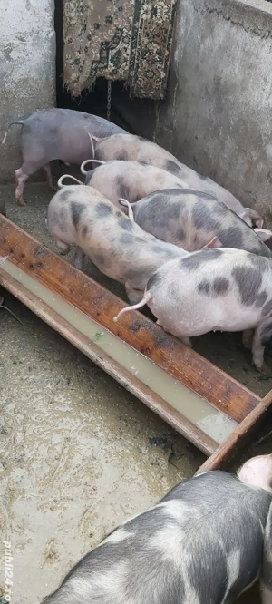 purcei pietrain de vanzare  - imagine 4