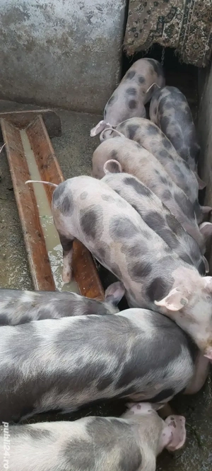 purcei pietrain de vanzare  - imagine 5