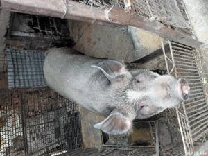 Porc de vânzare - imagine 2