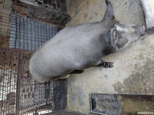 Porc de vânzare - imagine 5