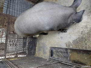 Porc de vânzare - imagine 3