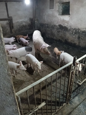 Vând purcei diferite mărimi 