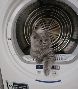 Fetita British longhair - imagine 2