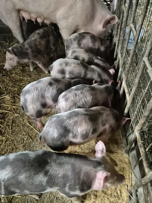 Purcei pic x pietrain belgian 7 săptămâni 