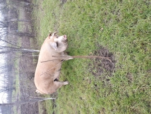 Porc de rasa Durok de carne