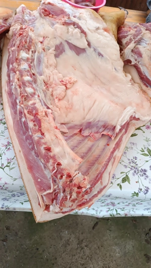 Porci de vanzare - imagine 2