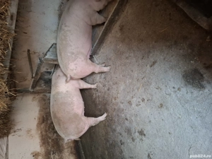 vînd porci - imagine 4