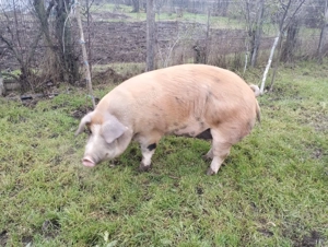 Porc de rasa Durok de carne - imagine 2