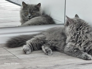 Fetita British longhair